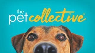 pets chanel|pet collective latest video.